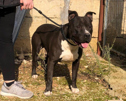 Adotta un cane, maschio, 7 anni  e 2 mesi , Taranto
