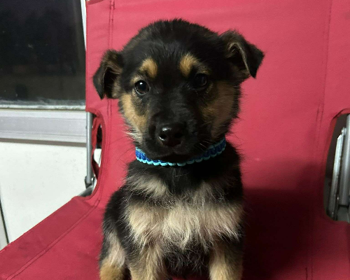 Adotta un cane, maschio, 3 anni e 5 mesi, Bari