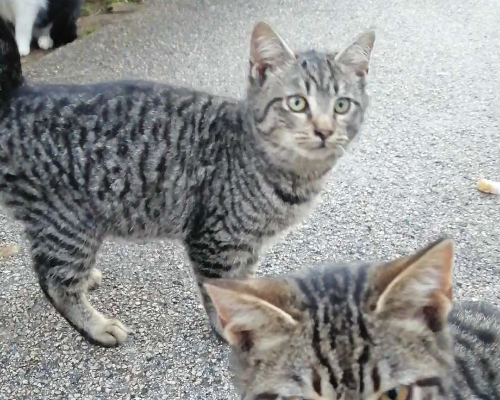 Adotta un gatto, femmina, 2 anni  e 7 mesi , Brindisi