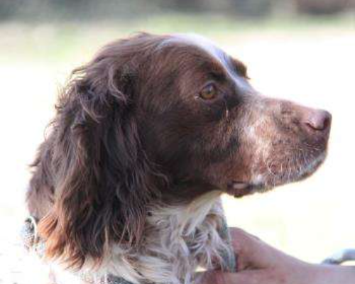 Adotta un cane, femmina, 6 anni e 10 mesi, Milano