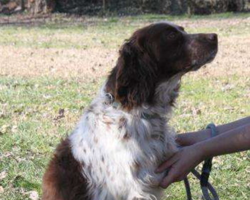 Adotta un cane, taglia media, femmina, Milano