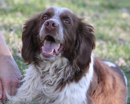 Vuoi adottare un cane a Milano?