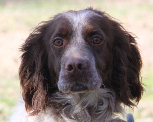 Adozione cane, femmina, Setter Inglese, 6 anni e 10 mesi, taglia media, Milano