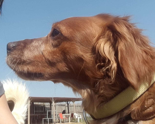 Adotta un cane, maschio, 7 anni  e 5 mesi , Roma