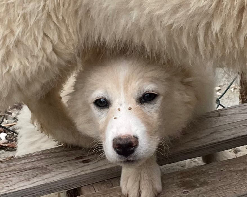 Adotta un cane, femmina, 3 anni e 1 mese, Firenze