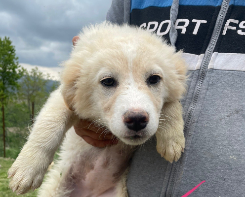 Adozione cane, femmina, meticcio, 3 anni e 1 mese, taglia media, Firenze