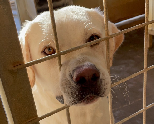 Adozione cane, maschio, Labrador Retriever, 5 anni, taglia grande, Torino