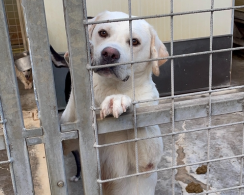 Adotta un cane, maschio, 5 anni, Torino
