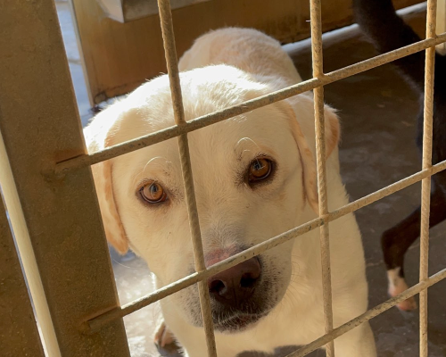Vuoi adottare un cane a Torino?