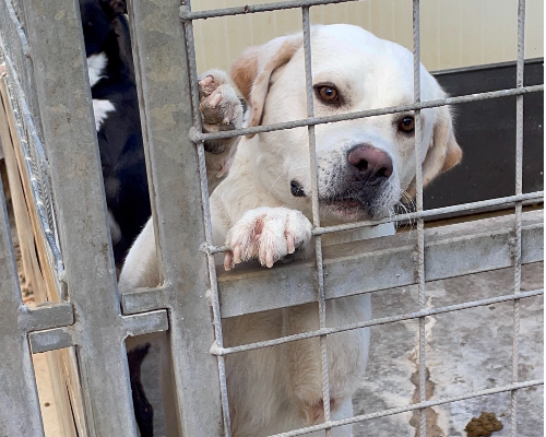 Adotta un cane, taglia grande, maschio, Torino