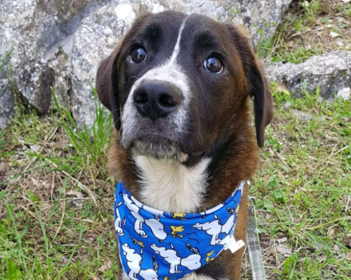 Adotta un cane, taglia media, maschio, Frosinone