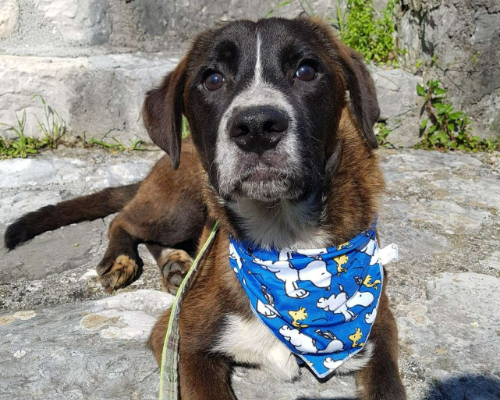 Adotta il cane YUKO a Frosinone