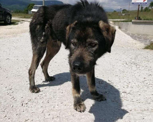 Adotta un cane, taglia gigante, maschio, Isernia