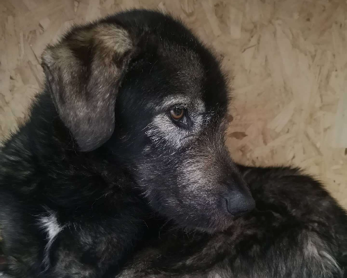 Adotta un cane, maschio, 6 anni  e 5 mesi , Isernia