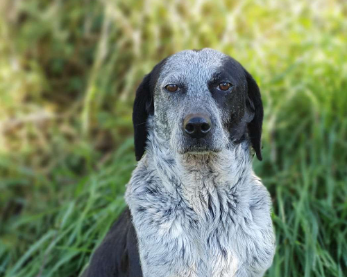 Foto dell'animale