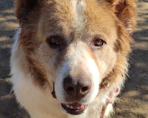 Adozione cane, femmina, meticcio, 17 anni e 2 mesi, taglia gigante, Viterbo
