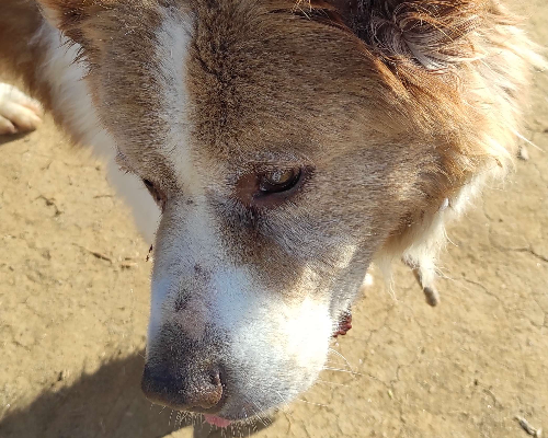 Vuoi adottare un cane a Viterbo?