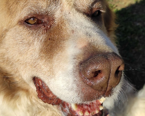 Adotta un cane, femmina, 17 anni e 2 mesi, Viterbo