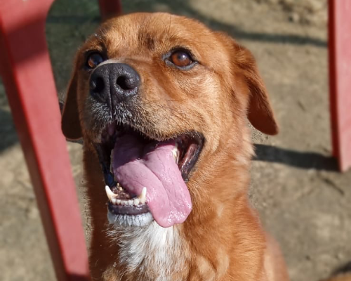 Adozione cane, maschio, meticcio, 6 anni  e 2 mesi , taglia media contenuta, Roma