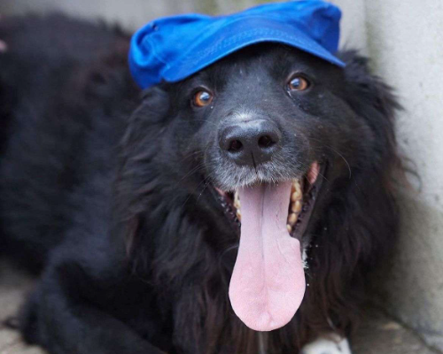 Vuoi adottare un cane a Caserta?