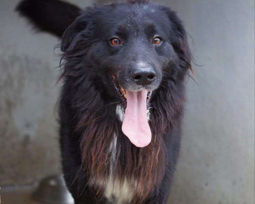 Adotta un cane, maschio, 9 anni  e 3 mesi , Caserta