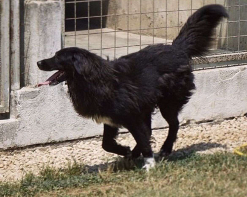 Adotta un cane, taglia grande, maschio, Caserta