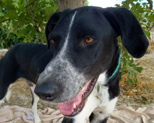 Adotta un cane, taglia media, maschio, Sud