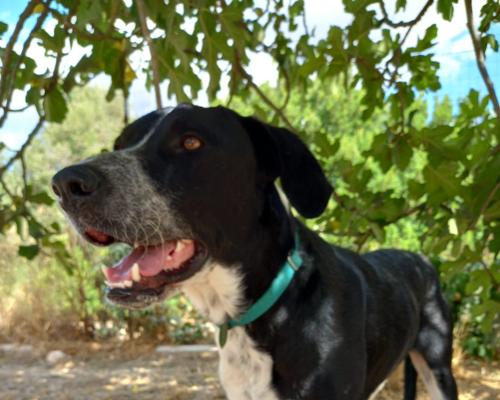 Adotta un cane, maschio, 4 anni  e 10 mesi , Sud