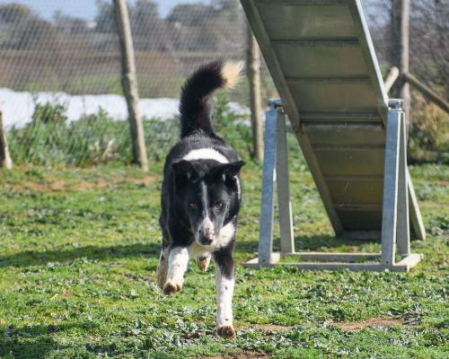 Vuoi adottare un cane a Roma?