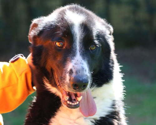Adozione cane, maschio, meticcio, 10 anni, taglia grande, Roma