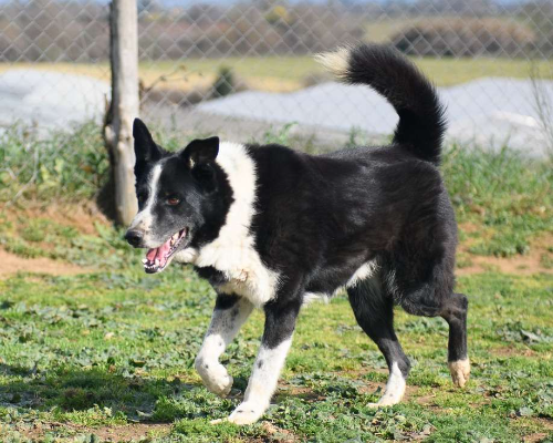 Adotta un cane, maschio, 10 anni, Roma