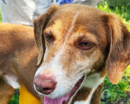 Adotta il cane Romeo a Viterbo