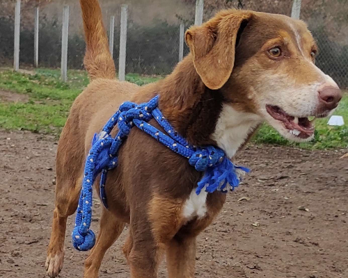 Vuoi adottare un cane a Viterbo?