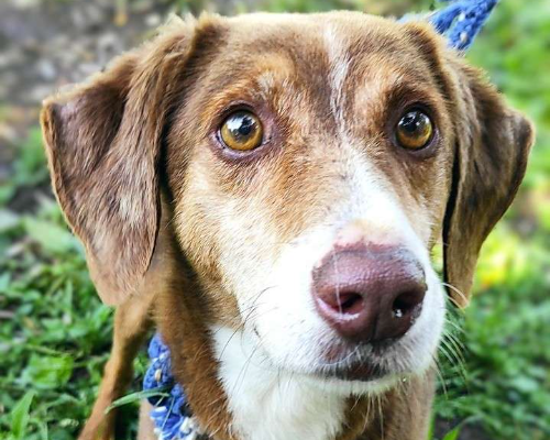 Adozione cane, maschio, meticcio, 10 anni, taglia piccola, Viterbo