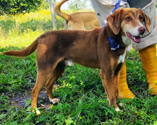 Adotta un cane, maschio, 10 anni, Viterbo