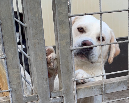 Adotta un cane, maschio, 5 anni e 6 mesi, Milano