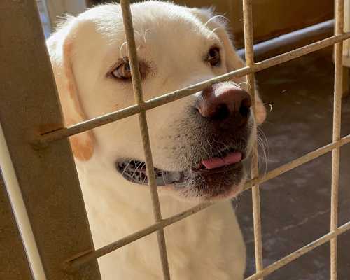 Vuoi adottare un cane a Milano?
