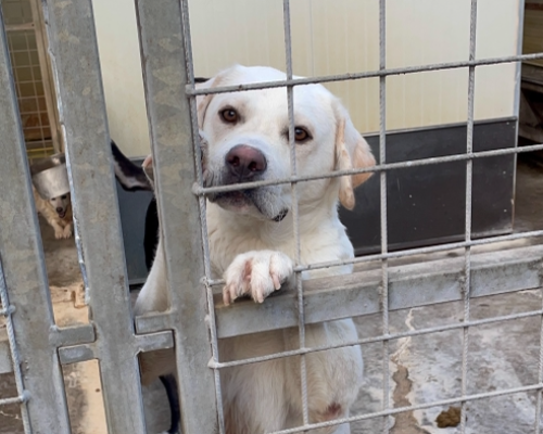 Adozione cane, maschio, Labrador Retriever, 5 anni e 6 mesi, taglia grande, Milano