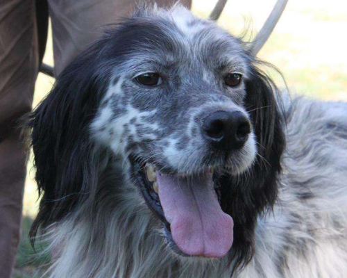 Adotta un cane, taglia media, maschio, Milano