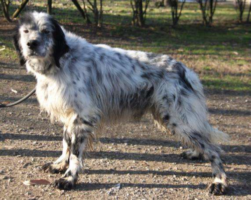 Vuoi adottare un cane a Milano?