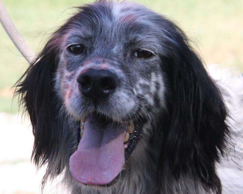 Adozione cane, maschio, Setter Inglese, 9 anni e 9 mesi, taglia media, Milano