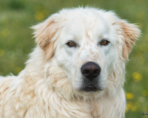 Adozione cane, maschio, meticcio, 4 anni e 7 mesi, taglia grande, Roma