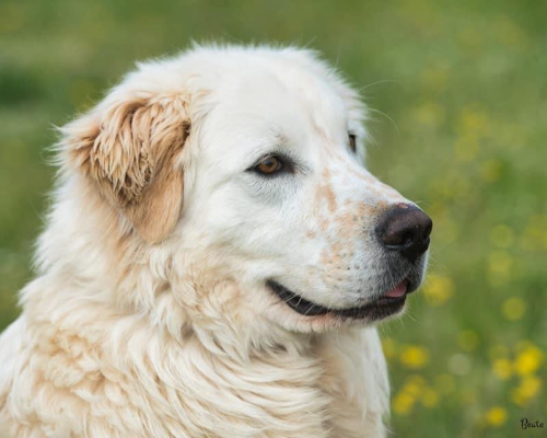 Adotta un cane, maschio, 4 anni e 7 mesi, Roma