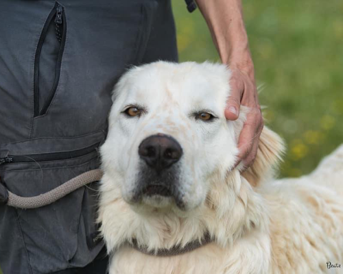 Vuoi adottare un cane a Roma?