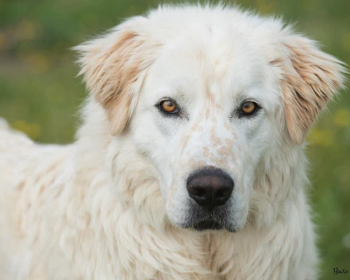 Adotta il cane pacifico a Roma