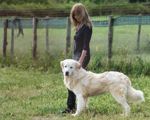 Adotta un cane, taglia grande, maschio, Roma