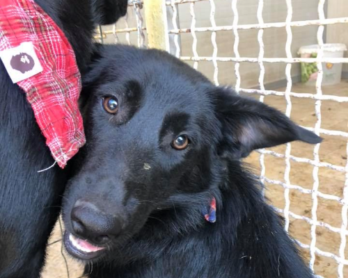 Adotta un cane, femmina, 5 anni  e 11 mesi , Napoli