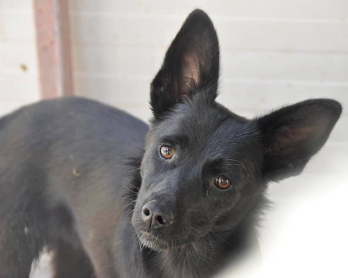 Adotta un cane, taglia piccola, femmina, Napoli