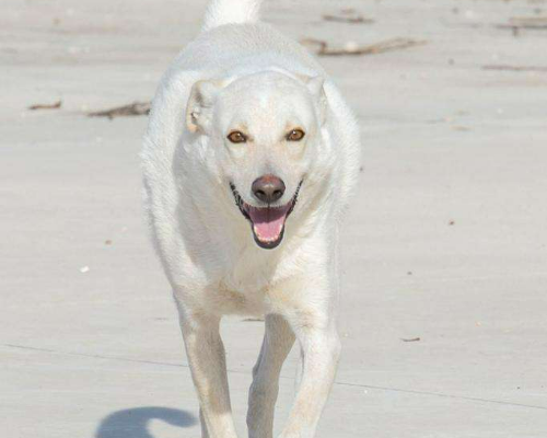 Foto 3 dell'animale
