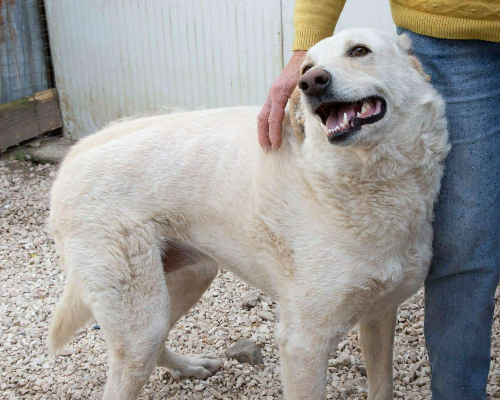 Foto dell'animale